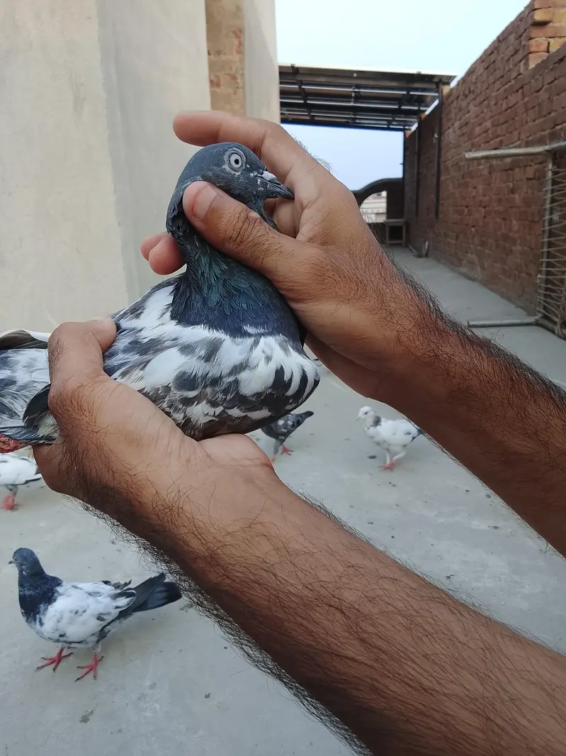 parwazi Kabotar — photo 4