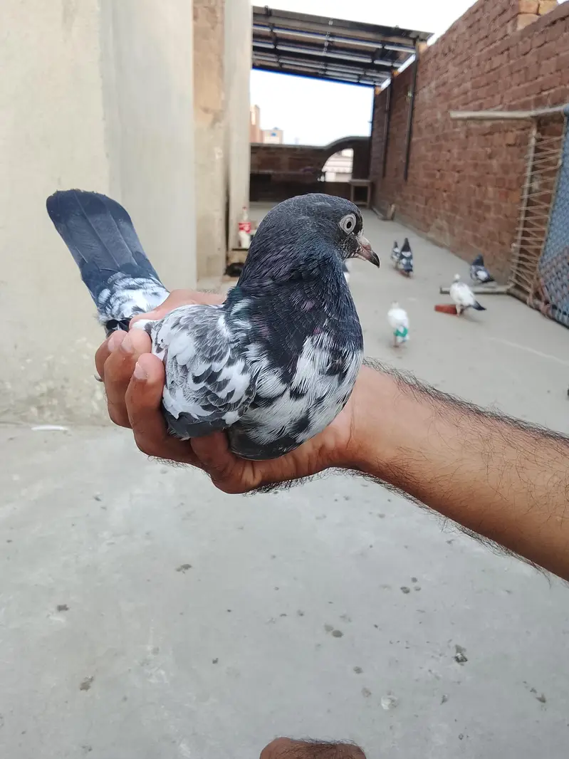 parwazi Kabotar — photo 5