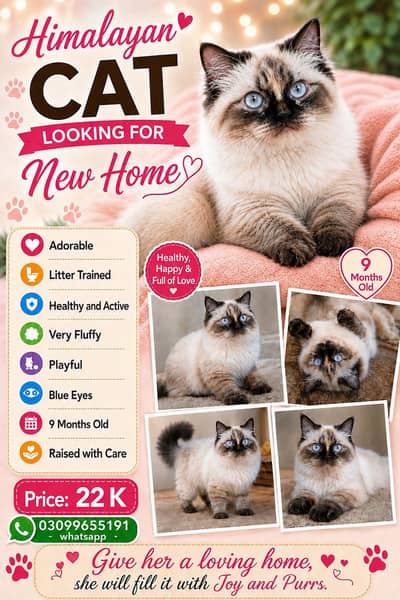 PURE BREED HIMALAYAN PERSIAN FEMALE PENTA COATED CAT