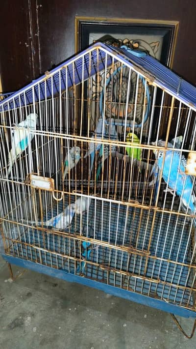budgie parrots 11pcs