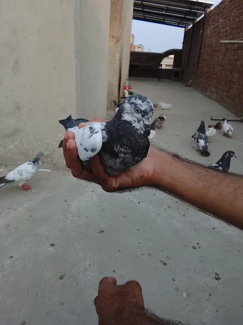 parwazi Kabotar — photo 8
