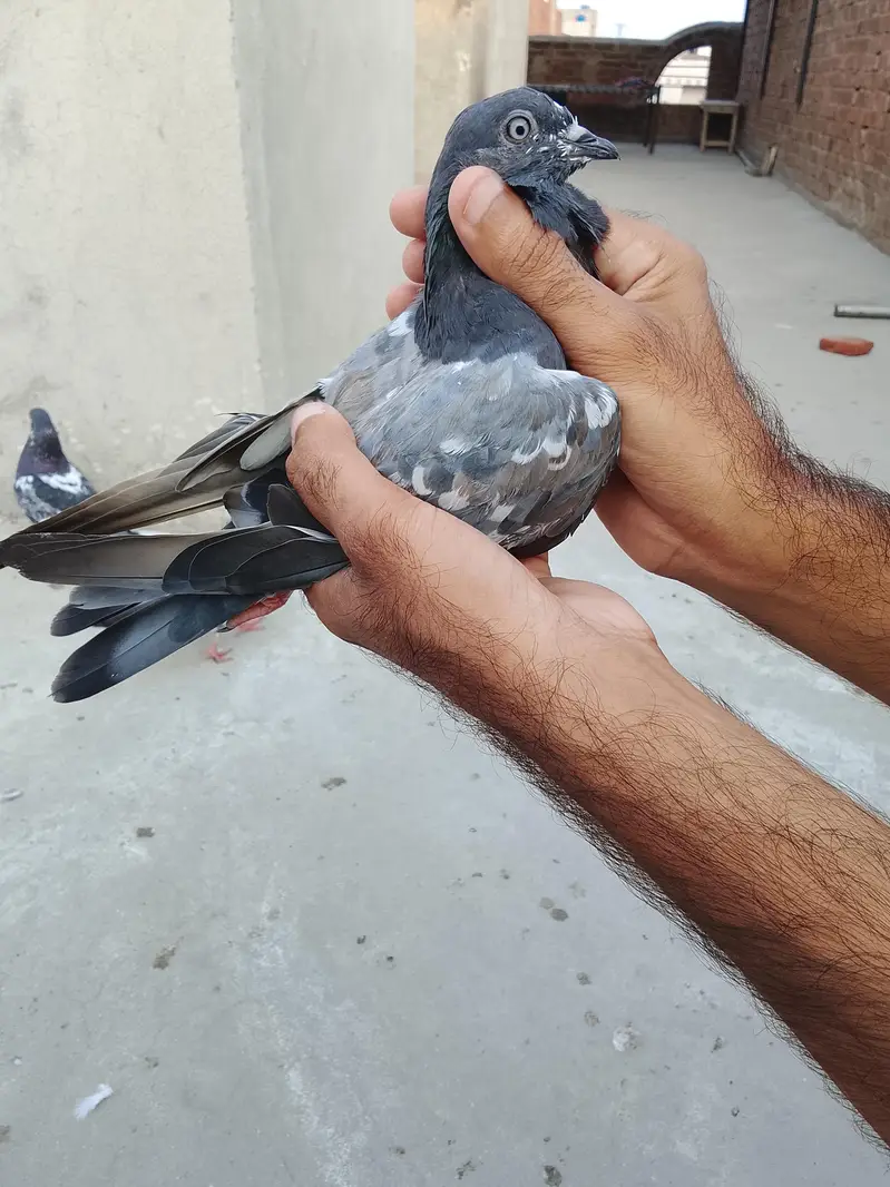 parwazi Kabotar — photo 9