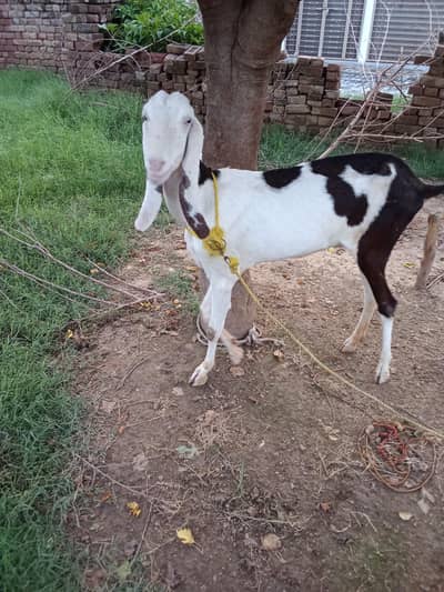 Rajan pori bakri