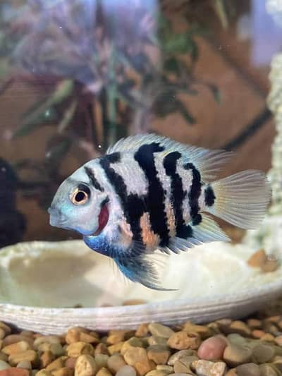 Polar parrot