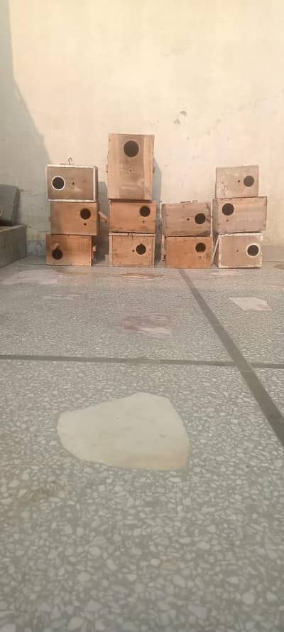parrot box