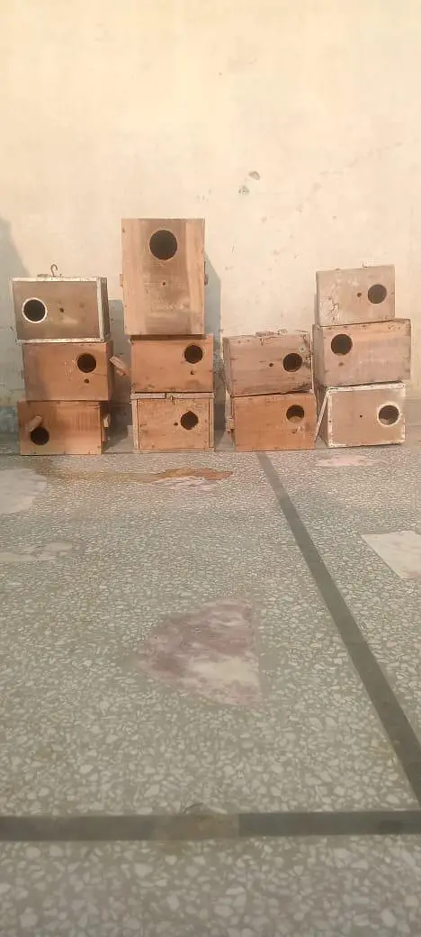 parrot box — photo 2