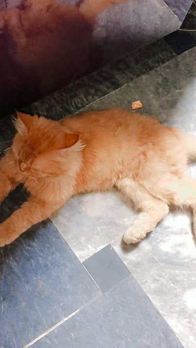 Persian cat