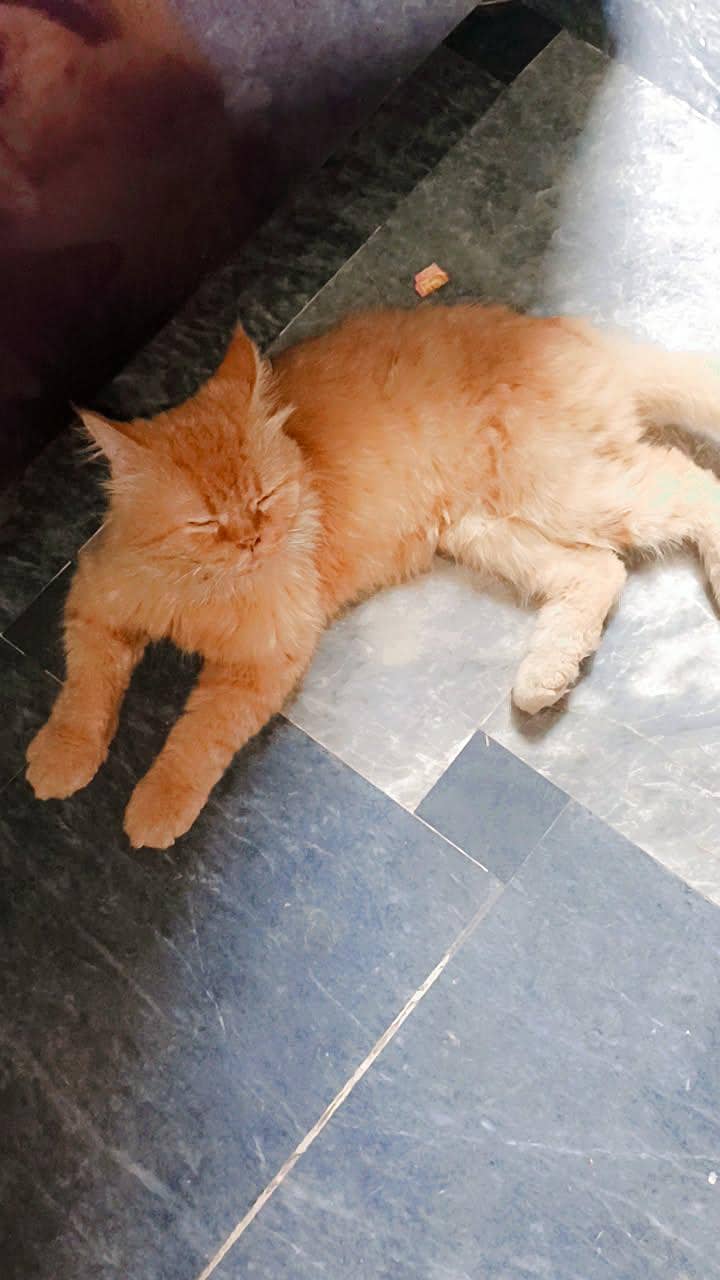 Persian cat 1