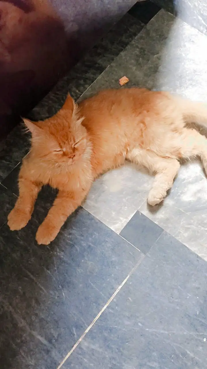 Persian cat — photo 2