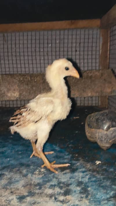 Thai Chicks/ Thai Permoze Chicks/ Thai Permoze