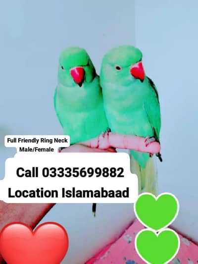 Single 5,500 Hand Tamed Green Ring Neck Male/Female Parrot's