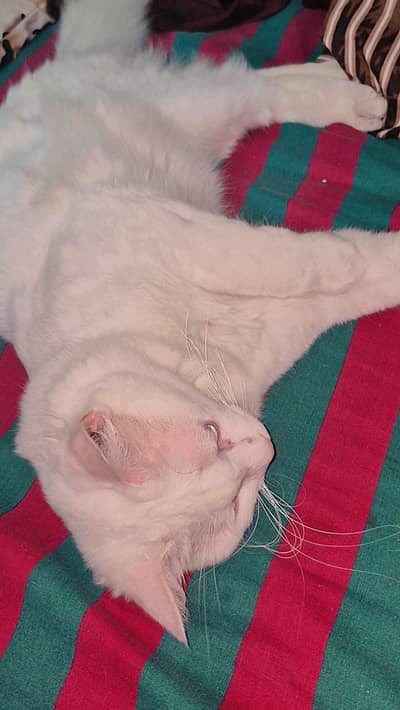 Persian cat male and female for sale