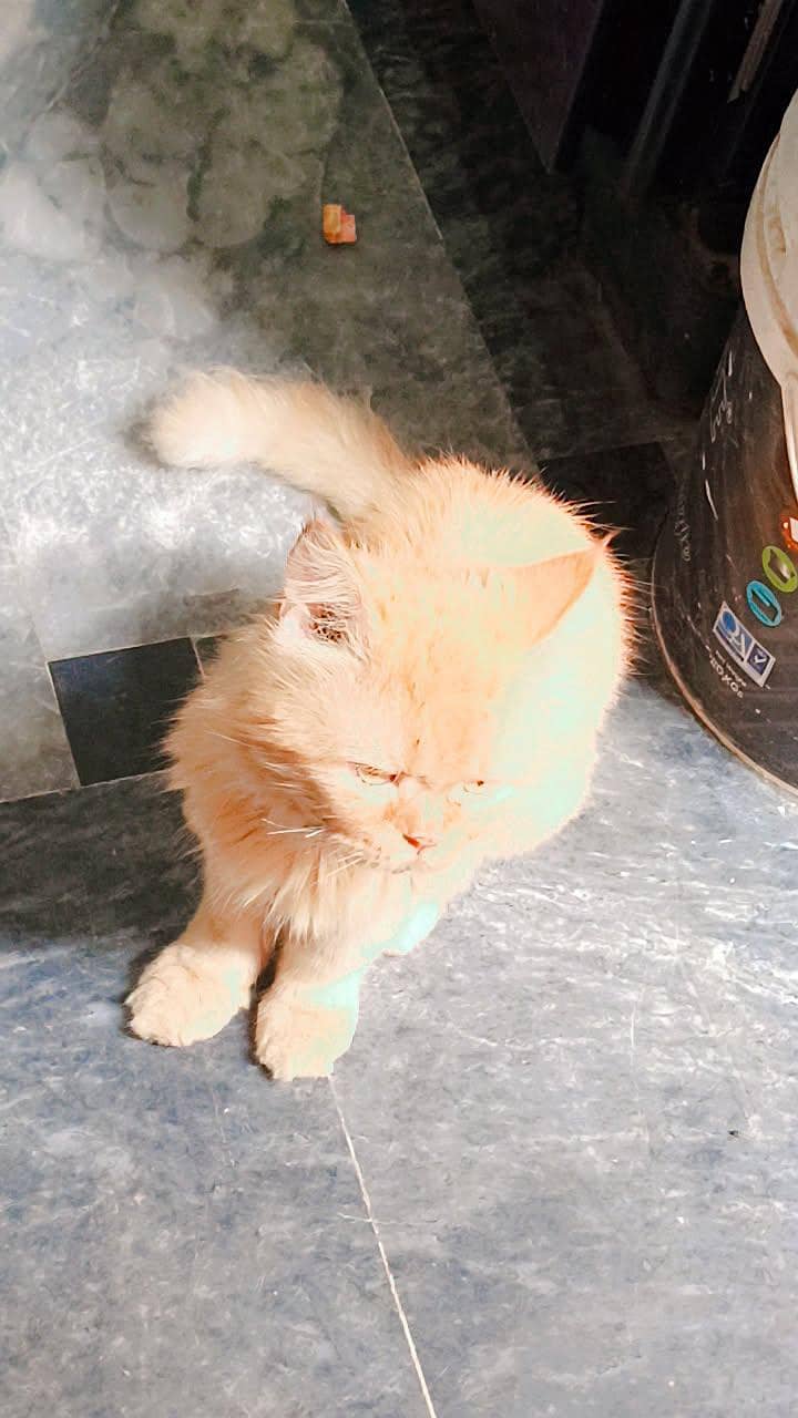 Persian cat 2