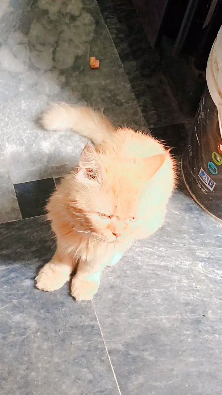 Persian cat — photo 3