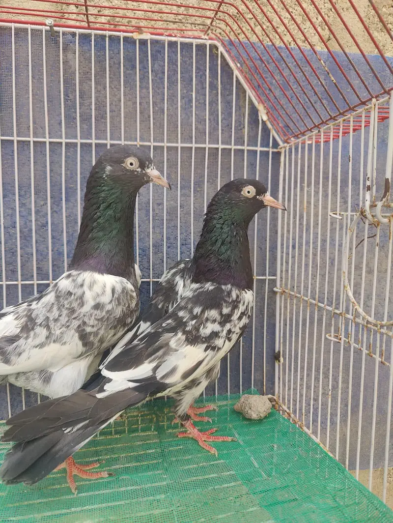 Teddy rangeen bagla & royal teddy pairs 2x — photo 3