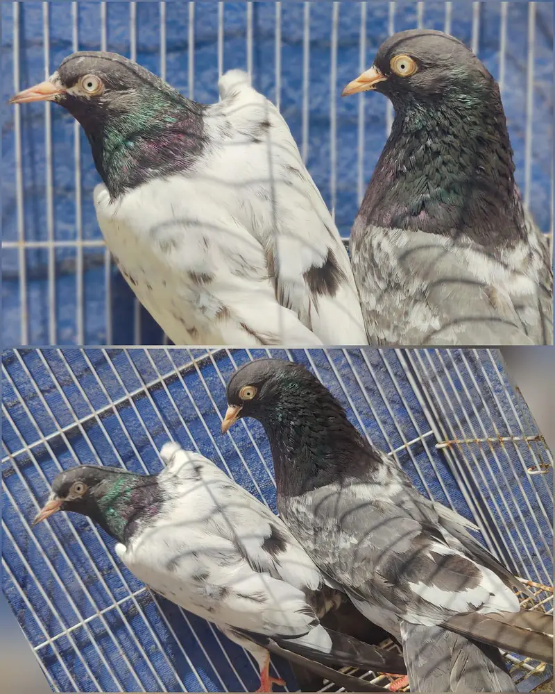 Teddy rangeen bagla & royal teddy pairs 2x — photo 4