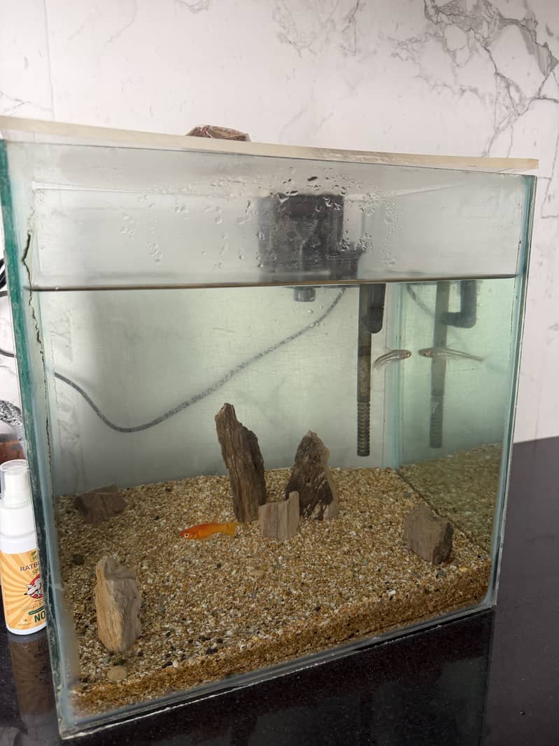 Fish Aquarium setup 0
