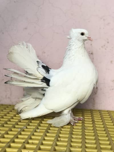Fantail pigeons