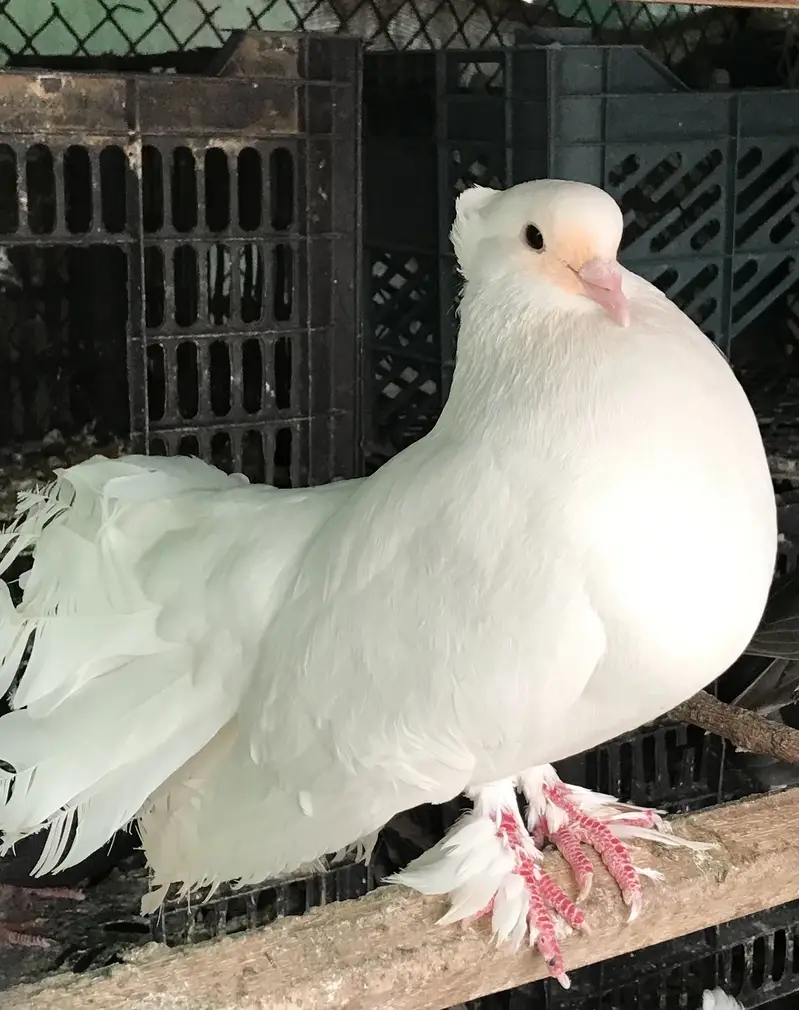 Fantail pigeons — photo 3