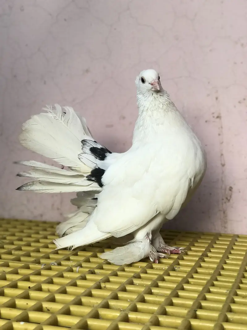 Fantail pigeons — photo 4