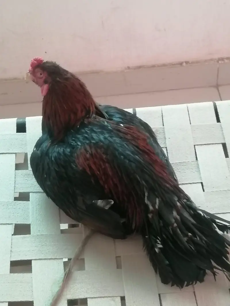 Pure amro lasni aseel mainwali — photo 3