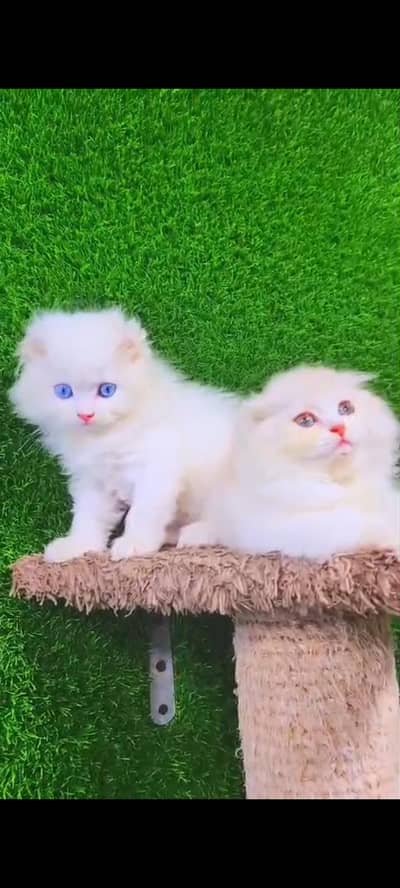 Quality Persian cat & Kittens Male & female    0322 7335071 WhatsApp