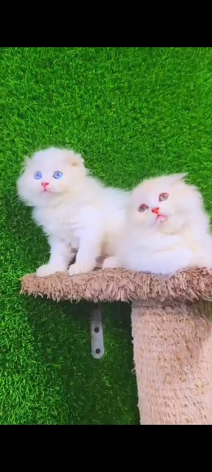 Quality Persian cat & Kittens Male & female    0322 7335071 WhatsApp — photo 2