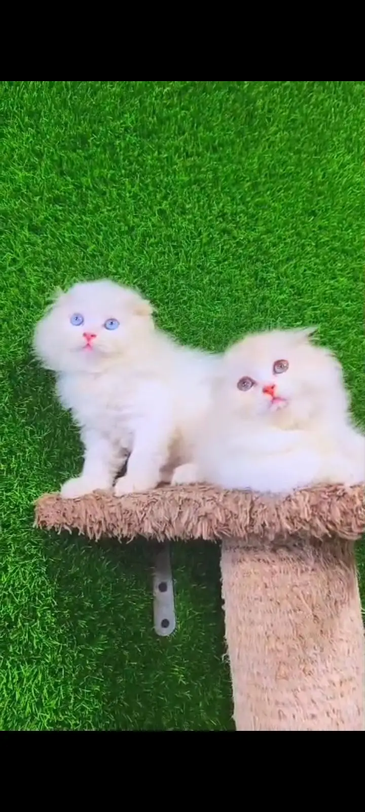 Quality Persian cat & Kittens Male & female    0322 7335071 WhatsApp — photo 3