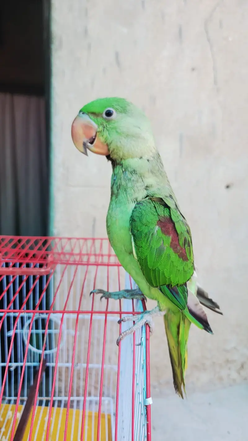 Kashmiri raw parrot jumbo size family attached — photo 2