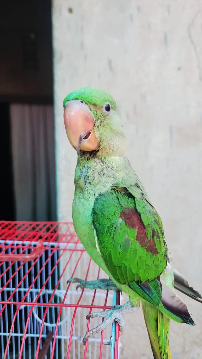 Kashmiri raw parrot jumbo size family attached — photo 3