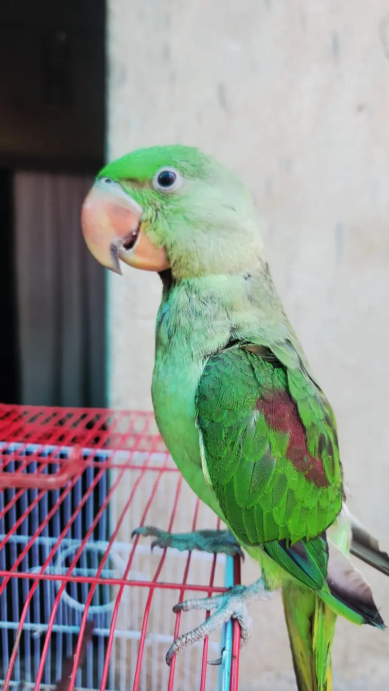 Kashmiri raw parrot jumbo size family attached — photo 4
