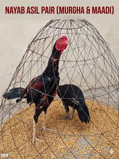 Aseel murga -sindhi murga - Hens