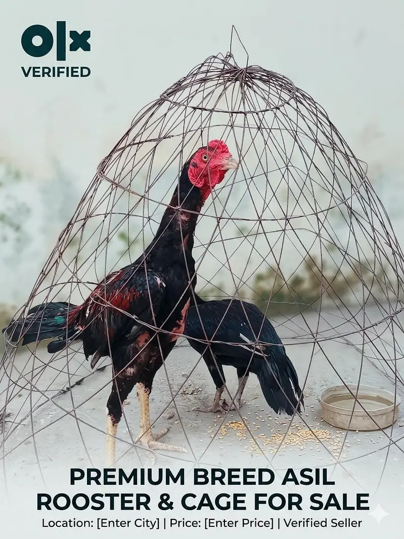 Aseel murga -sindhi murga - Hens — photo 2