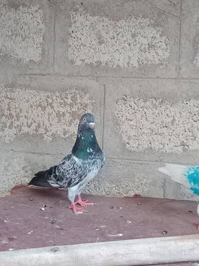 Breeder jora for sale