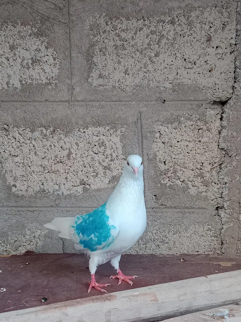 Breeder jora for sale — photo 2