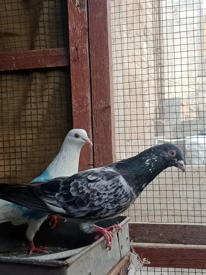 Breeder jora for sale — photo 3