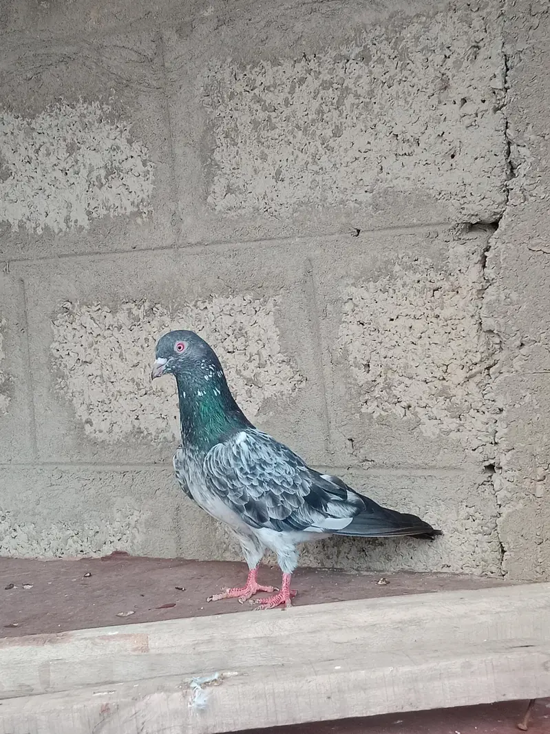 Breeder jora for sale — photo 4