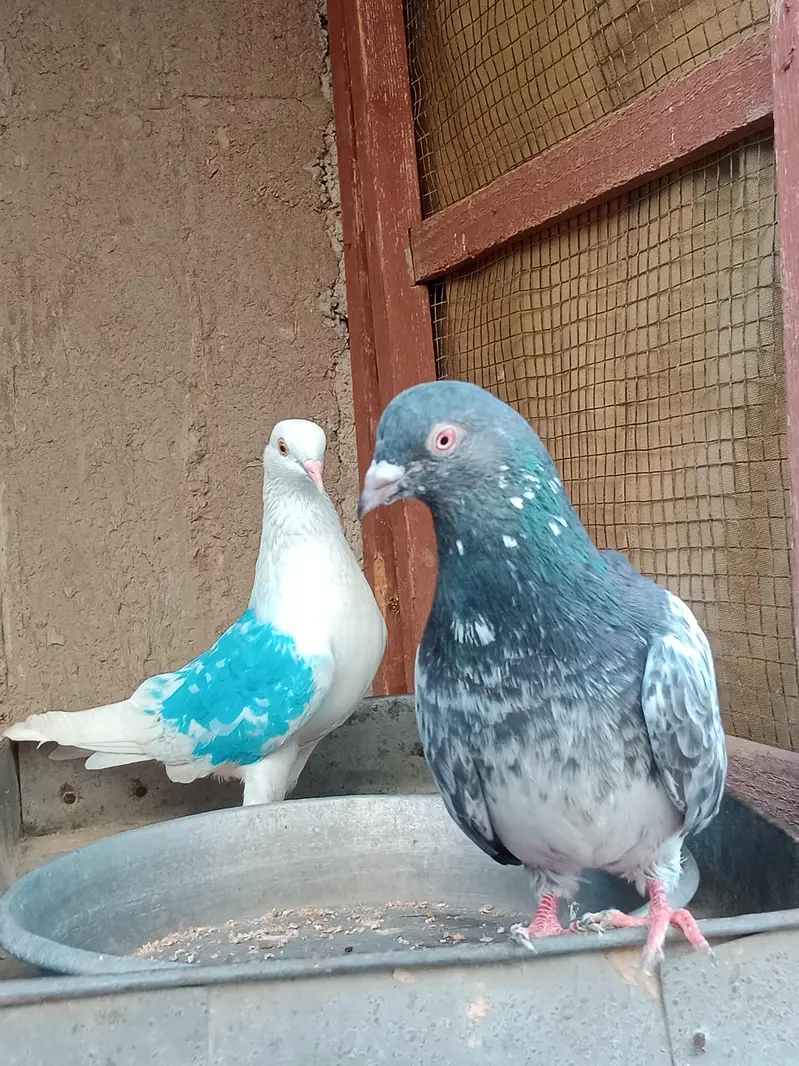Breeder jora for sale — photo 5