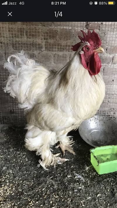 White buff