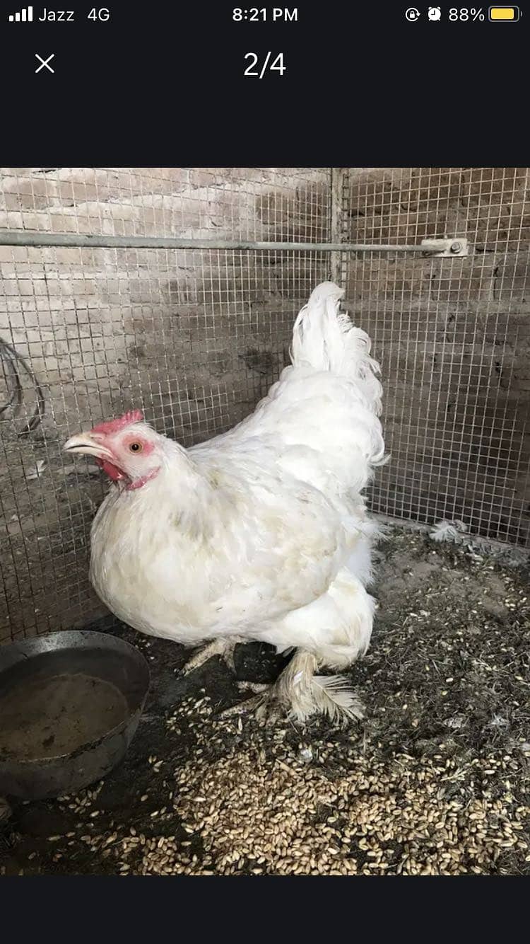 White buff 1