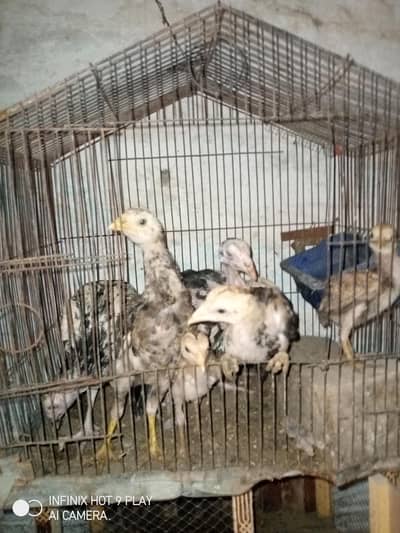 7 Aseel Chicks For Sale Argent