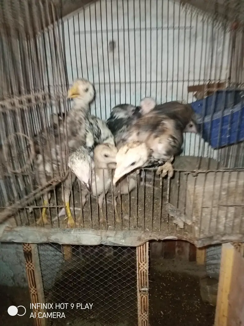 7 Aseel Chicks For Sale Argent — photo 2