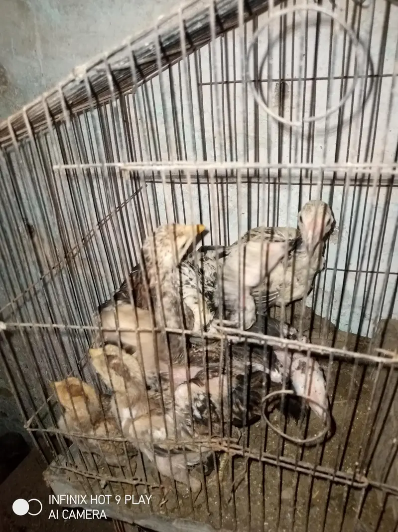 7 Aseel Chicks For Sale Argent — photo 3