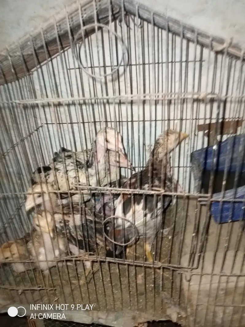 7 Aseel Chicks For Sale Argent — photo 4