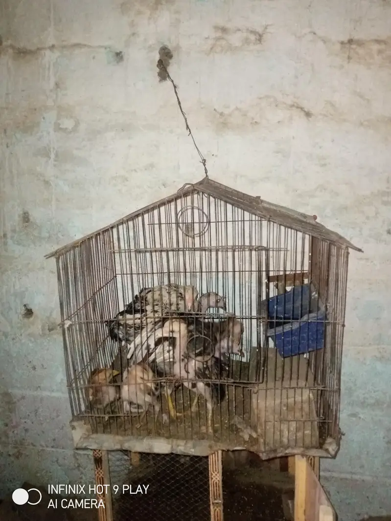7 Aseel Chicks For Sale Argent — photo 5