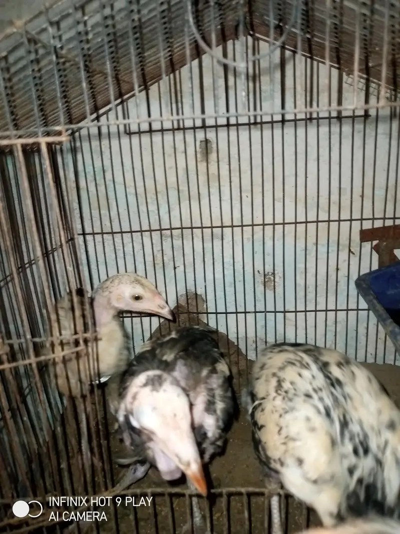 7 Aseel Chicks For Sale Argent — photo 6