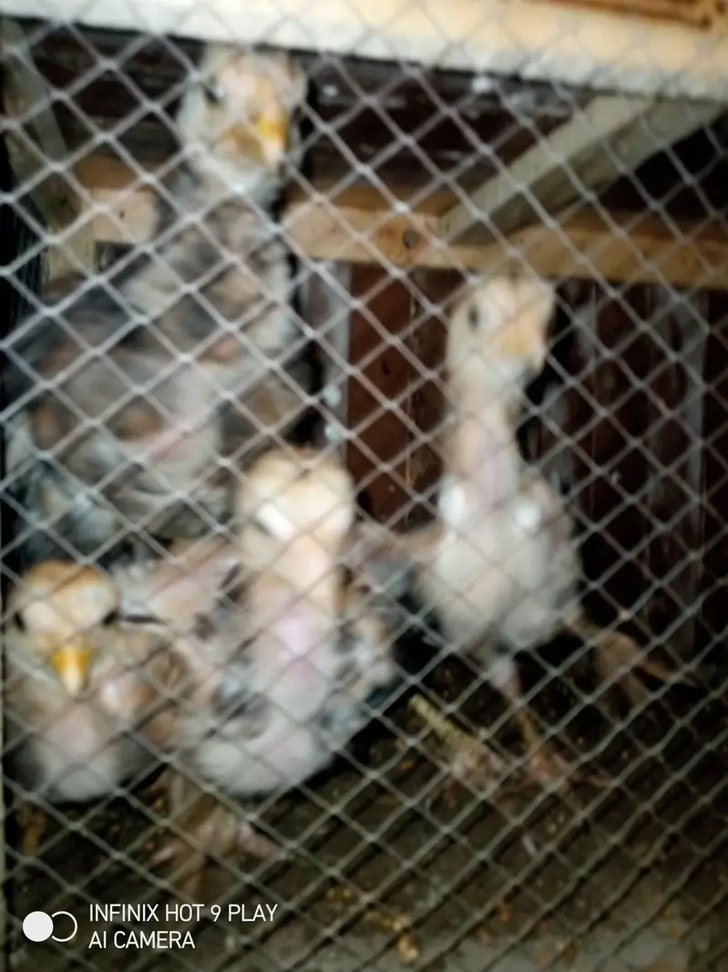 7 Aseel Chicks For Sale Argent — photo 7