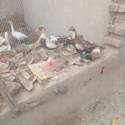 1 Pair of Muscovy ducks (9Egg Sath hain)