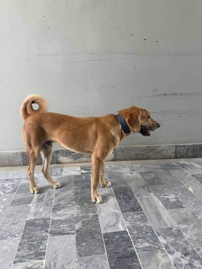 Turkish Kangal