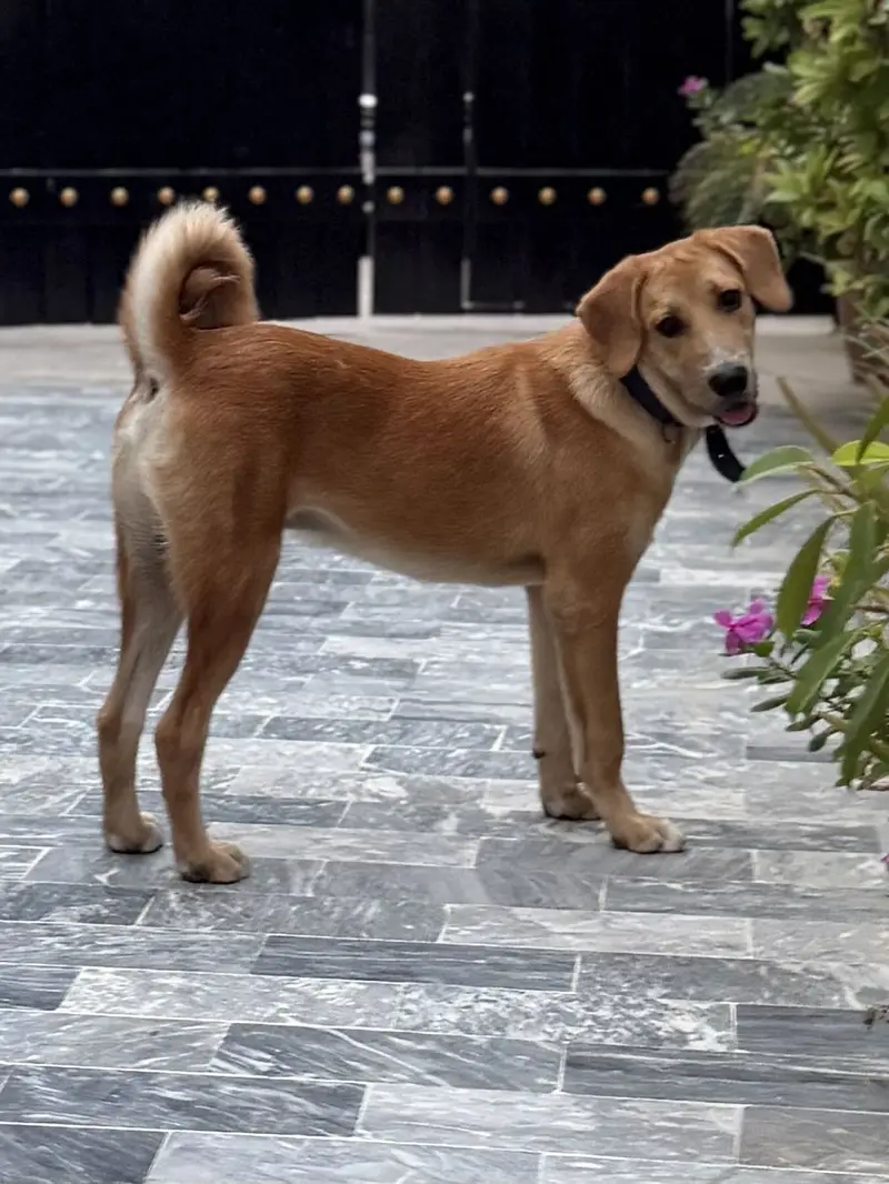Turkish Kangal — photo 3